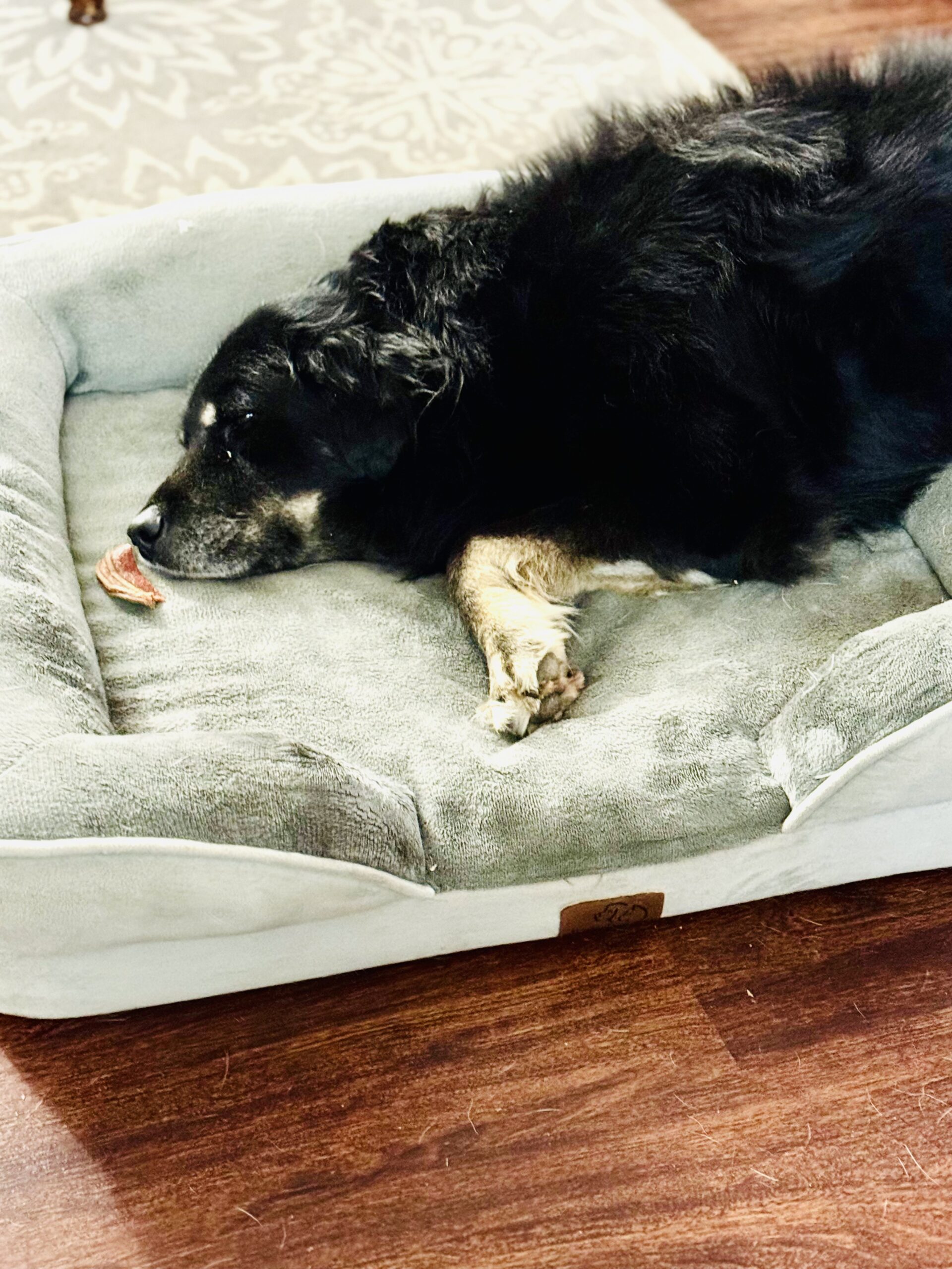 one of the dogs