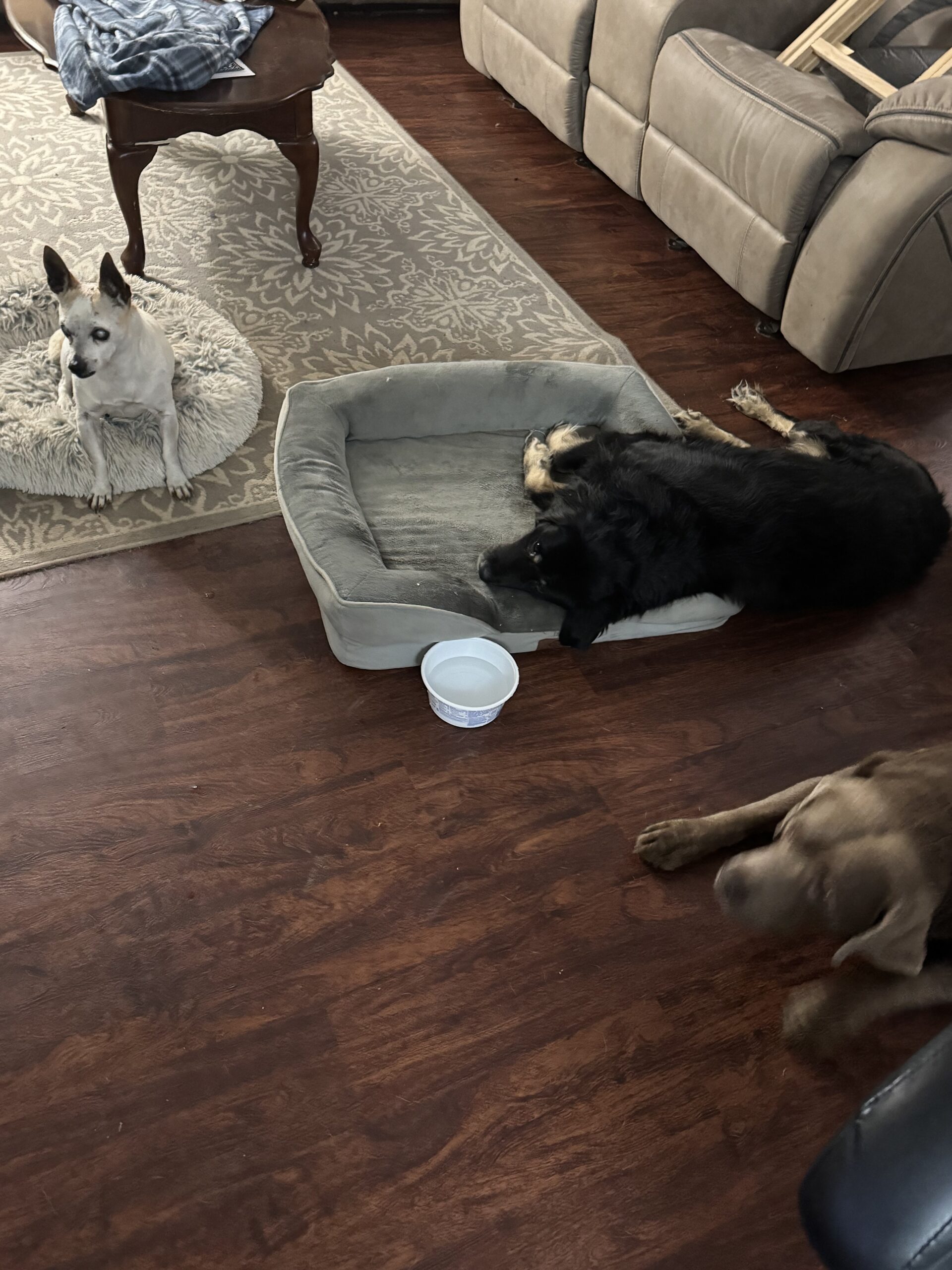 the dogs