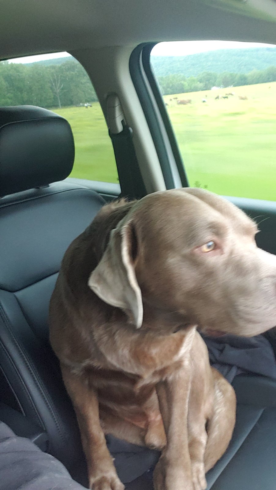 Hemi, a brown dog, sitting on a car seat and looking out the window at a green pasture with cattle.