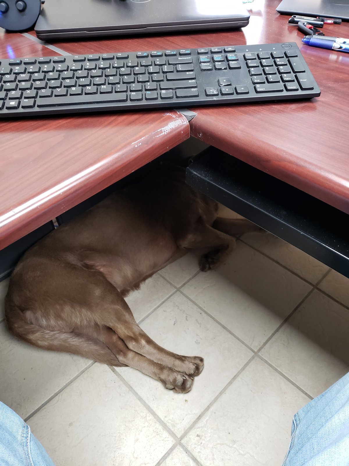 Hemi lying on a tile floor under a corner desk, below a keyboard.